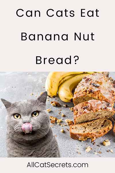 Can Cats Eat Banana Bread Everything You Need To Know