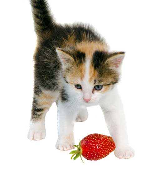 can cats eat strawberry ice cream