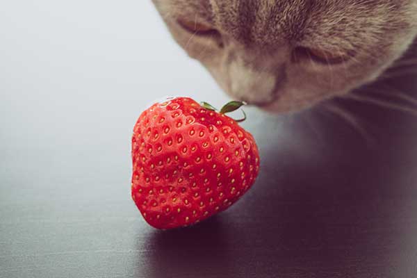 are strawberries okay for cats