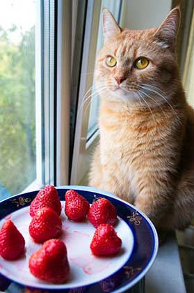 strawberries for cats
