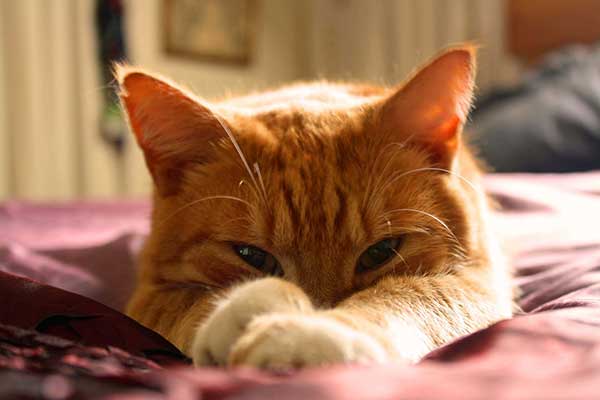 ginger cat sleeping