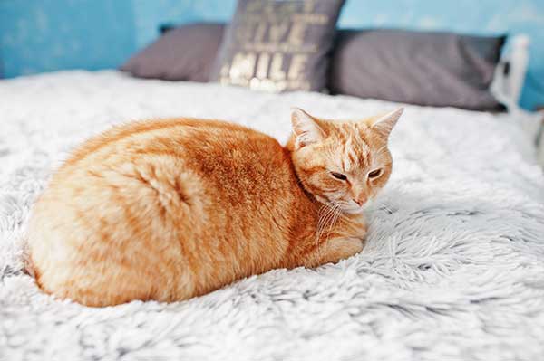 orange cat laying on bed