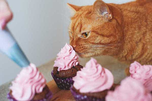 can cats eat vanilla cake