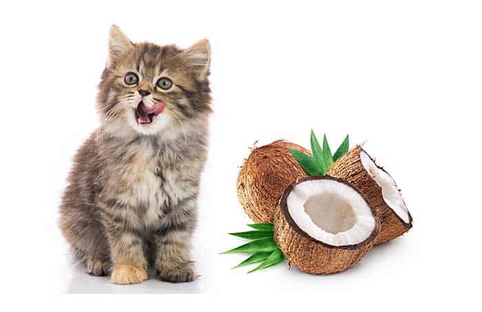Can Cats Eat Coconut? How About Coconut Oil?