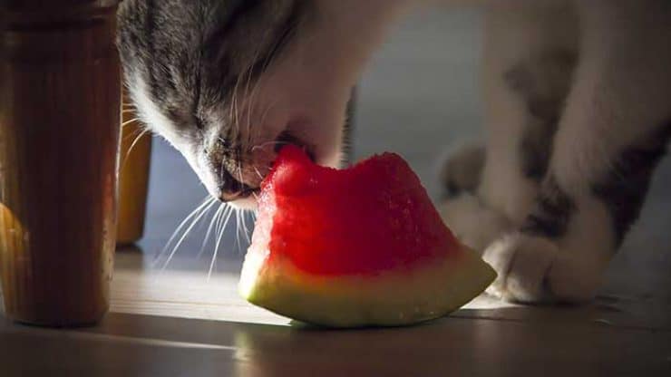 Can Cats Eat Watermelon? Is Watermelon Safe For Cats?