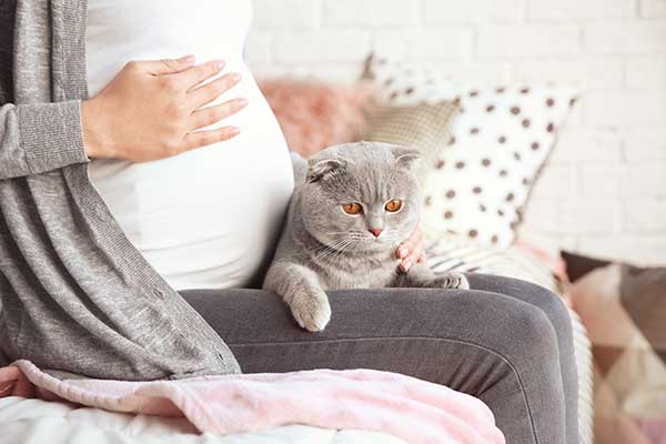 do-cats-know-when-you-are-pregnant