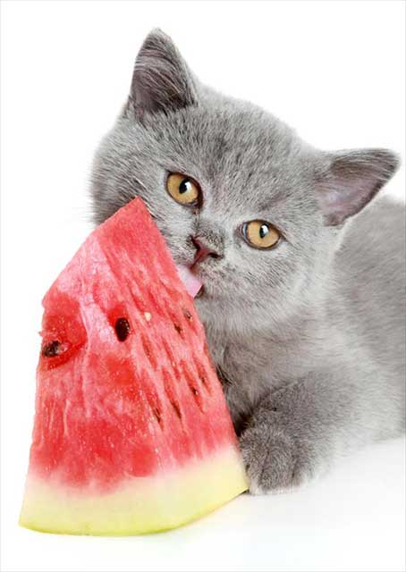 can i give my cat watermelon?