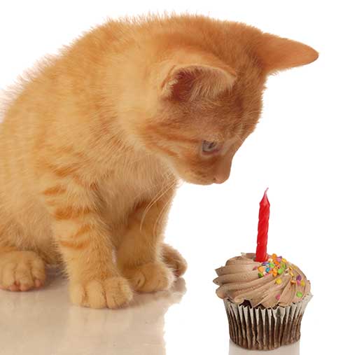 Can Cats Eat Cake? Everything You Need To Know