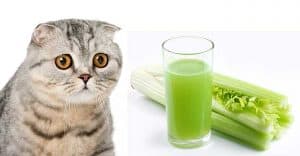 can cats eat celery sticks?