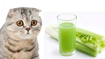 Can Cats Eat Celery A Complete Guide To Celery For Cats