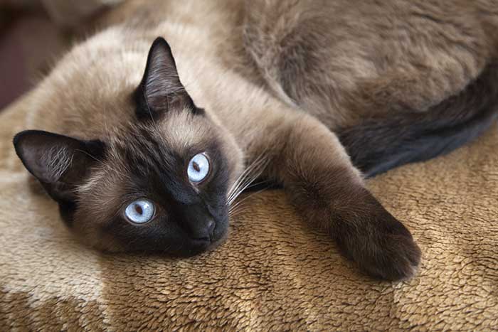 Siamese Cat Price: How Much Do Siamese Cats Cost?