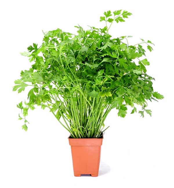 Can Cats Eat Parsley? Is Parsley Safe For Cats?