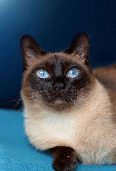 Siamese Cat Price: How Much Do Siamese Cats Cost?