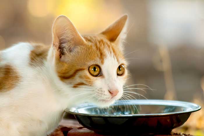 Can Cats Drink Almond Milk or Is It A Forbidden Treat?