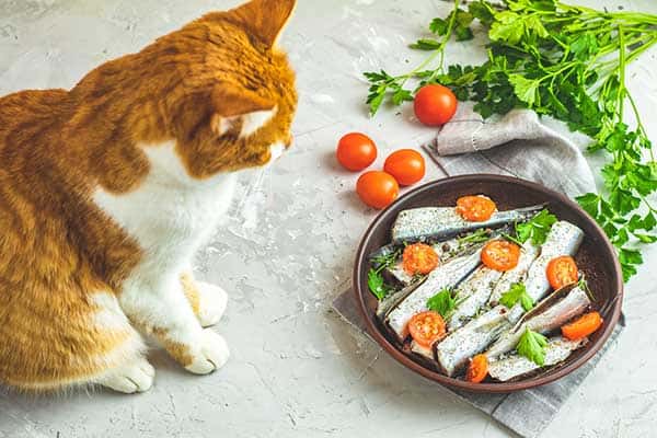 Can Cats Eat Sardines And How Should It Be Served