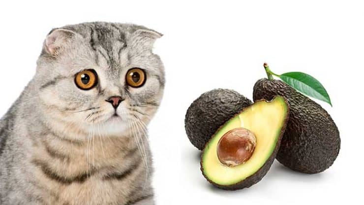 Cat and avocado