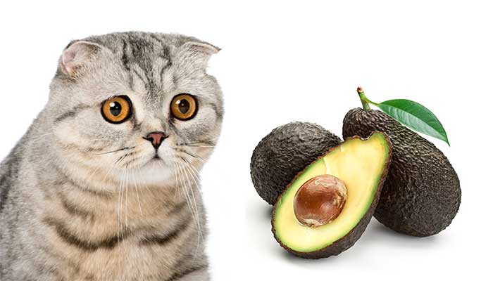 Can Cats Eat Avocado And What Could Possibly Go Wrong