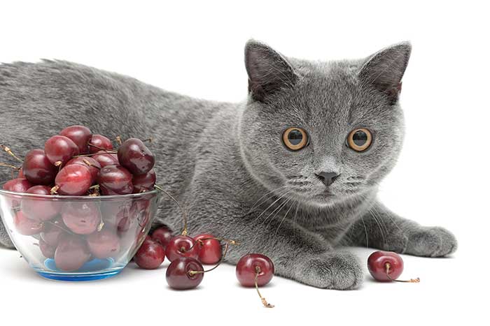 Can Cat Eat Cherry? 