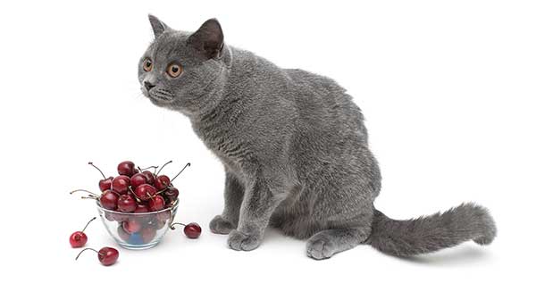 Can Cats Have Cherries?