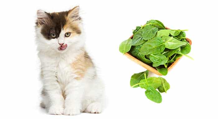 34 HQ Images Will Cats Eat Raw Spinach / Can Cats Eat Spinach Benefits Of Spinach For Cats Kitty Cats Blog
