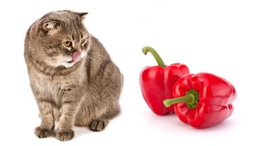 Bell Peppers for Cats