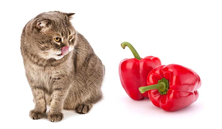 Can Cats Eat Bell Peppers and How Safe Are They?