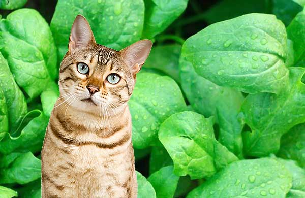 can cats have spinach?