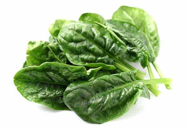 is spinach safe for cats?
