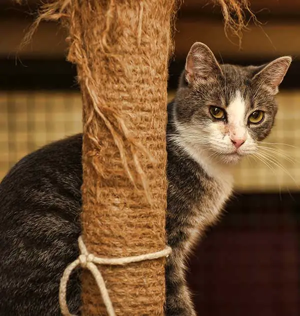 cat and scratching post
