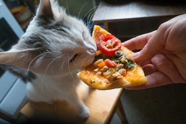 pisica alba mananca bucata de pizza din mana