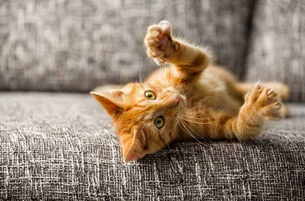 Little Ginger Cat Playing