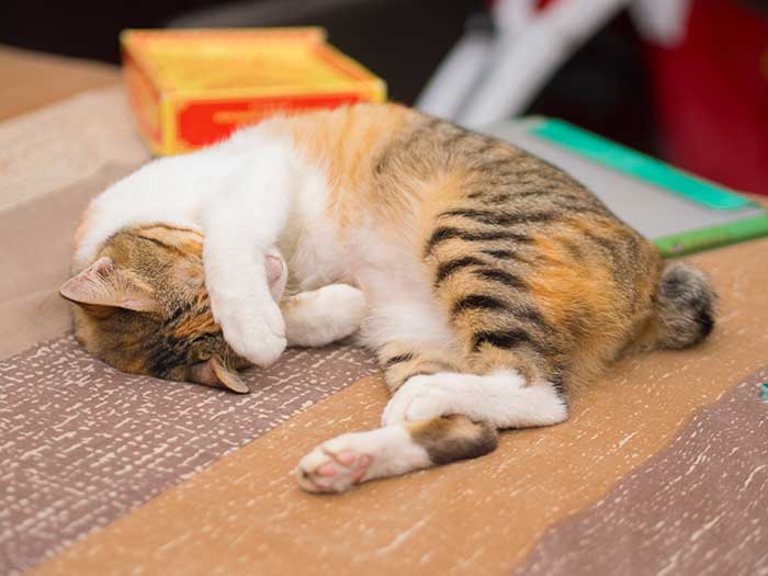 Why Do Cats Cover Their Face When They Sleep? (5 Reasons)