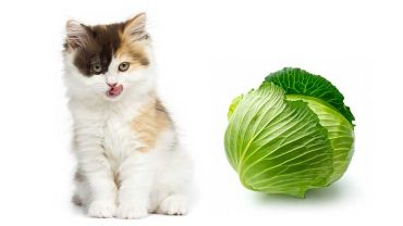 Can cats eat cabbage?