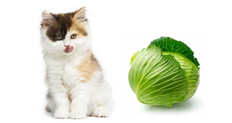 Can Cats Eat Cabbage Is Cabbage Safe For Cats