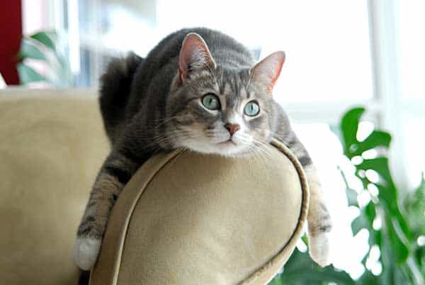 Cute Cat on Couch