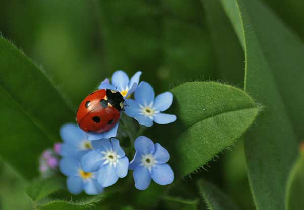 ladybird on blue flower