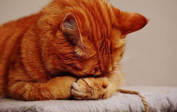 orange cat sleeping