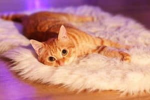 why are orange tabby cats so affectionate