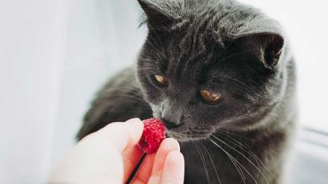 Are Raspberries Safe For Cats?