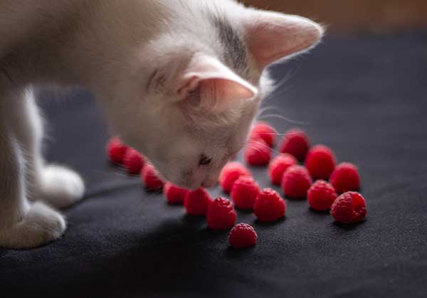 Can Cats Eat Raspberries Safe Or Not Best Advice