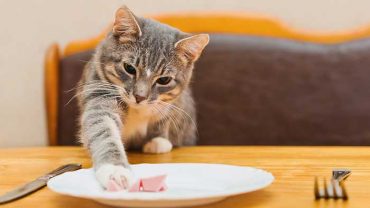 How Long Can Cats Go Without Eating? When Should I Be Worried?