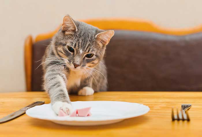 How Long Can Cats Go Without Eating? When Should I Be Worried?