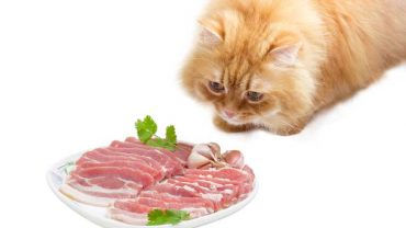 can cats eat bacon?
