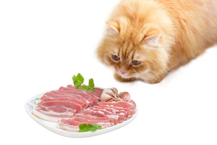 Can Cats Eat Bacon? Get the Facts About Cats and Bacon