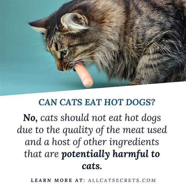 31-can-cats-eat-raw-hot-dogs-home