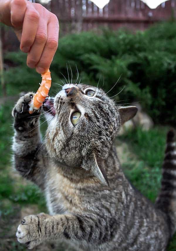 cute cat eating shrimp