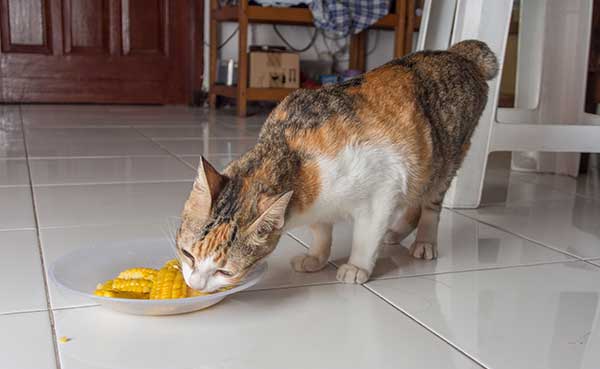 cat eating corn