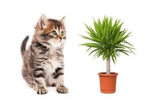 Is Yucca Poisonous to Cats?