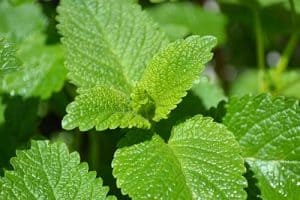 Is Lemon Balm Safe For Cats? Are There Health Concerns To Worry About?