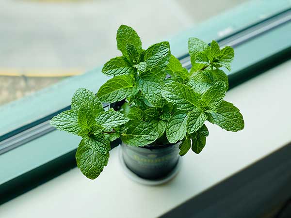 Is mint smell safe for cats?